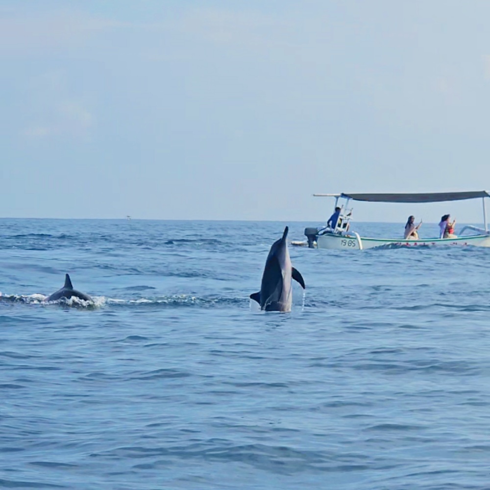 Lovina Dolphin Tour