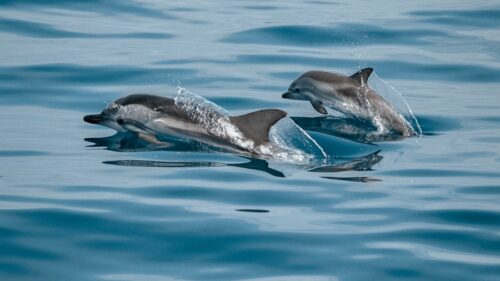 2 dolphins in the water